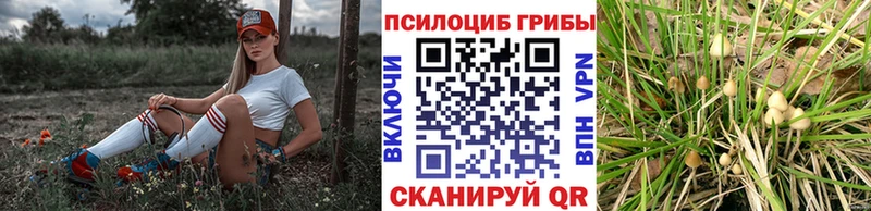 блэк спрут ссылка  Теберда  Псилоцибиновые грибы Cubensis  где можно купить наркотик 